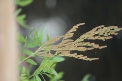 Osmunda hilsenbergii